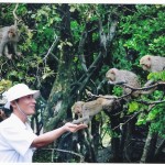 Những chú khỉ tinh nghịch ở đảo Cát Bà